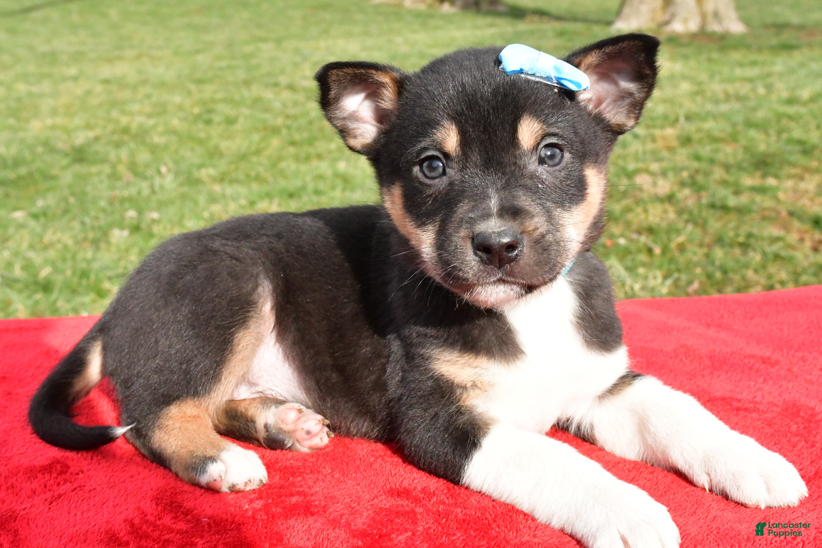 Mixed Breed dogs Miles - Ad 6