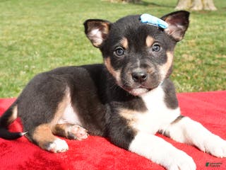 Mixed Breed dogs Miles - Ad 6