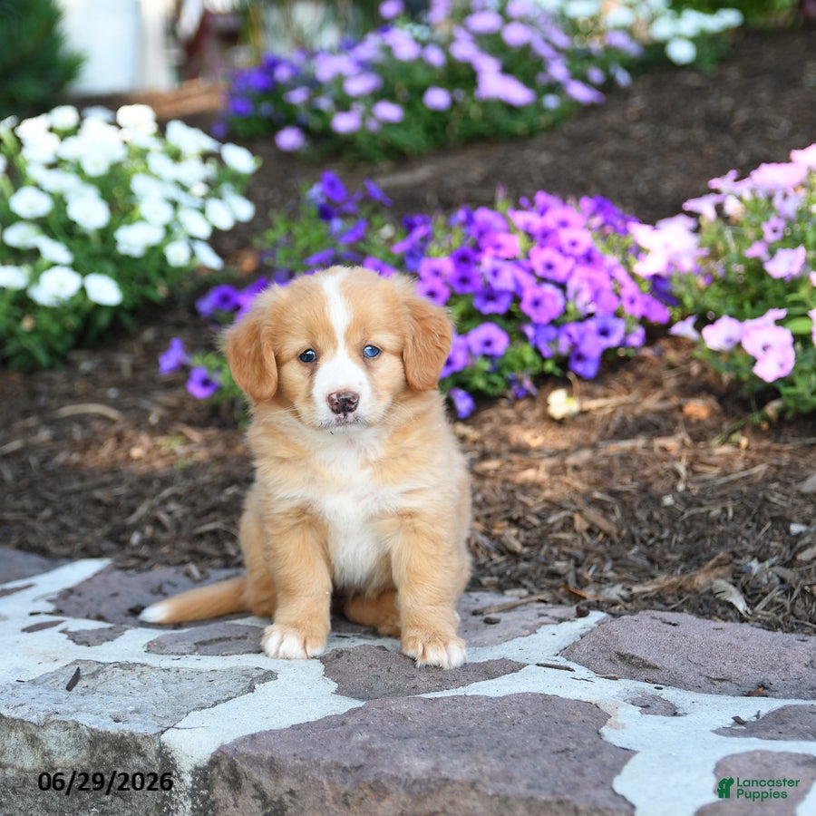 Mini Bernedoodle dogs Paige - Ad 2