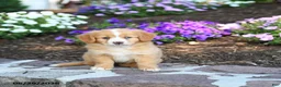 Mini Bernedoodle dogs for sale: Paige - Ad 2