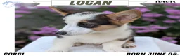 Welsh Corgi Pembroke dogs for sale: Logan - Ad 1