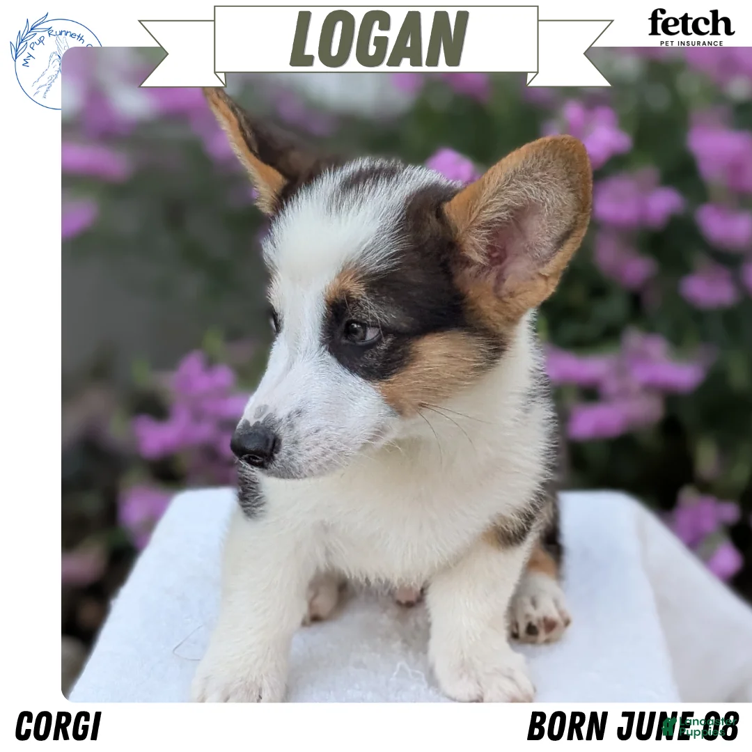 Welsh Corgi Pembroke dogs for sale: Logan - Ad 1