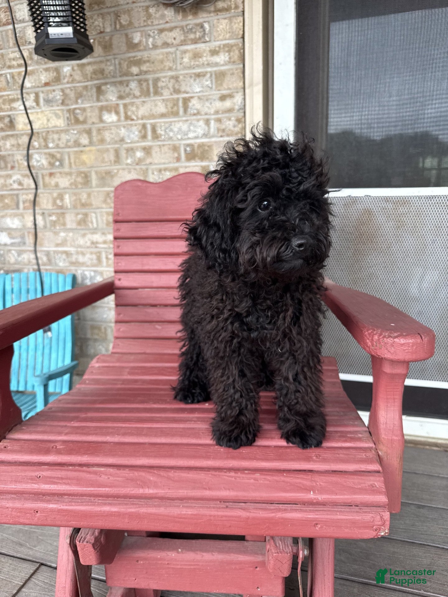 Cavapoo dogs Elsa - Ad 37