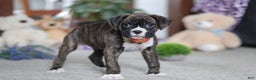 Boxer dogs for sale: Abby - Ad 6