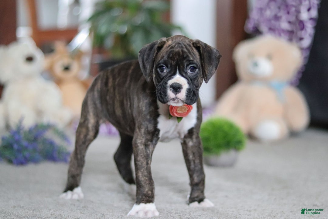 Boxer dogs for sale: Abby - Ad 6