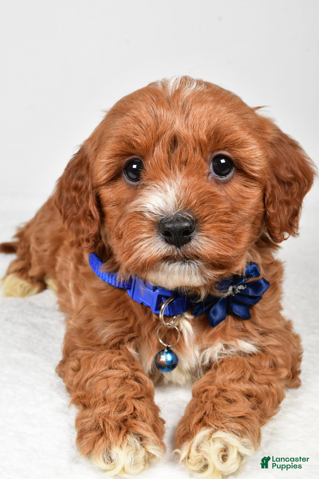 Cavapoo dogs for sale: Tanner - Ad 10