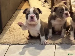 Boston Terrier dogs Missy - Ad 30