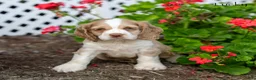 Cocker Spaniel dogs for sale: Lucky - Ad 5