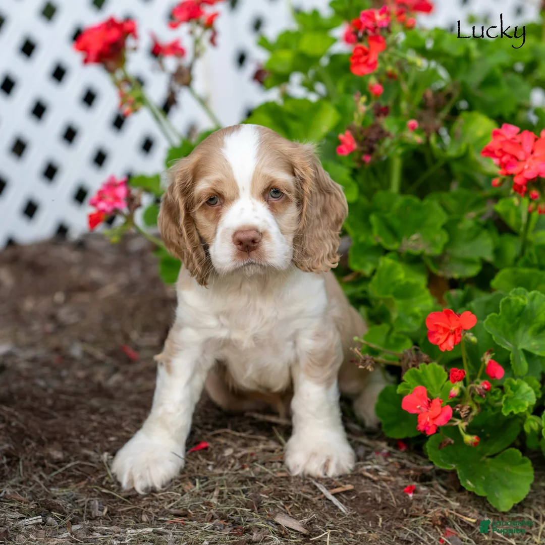 Cocker Spaniel dogs for sale: Lucky - Ad 5