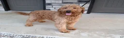 Goldendoodle dogs for sale: Calvin F1b - Ad 7