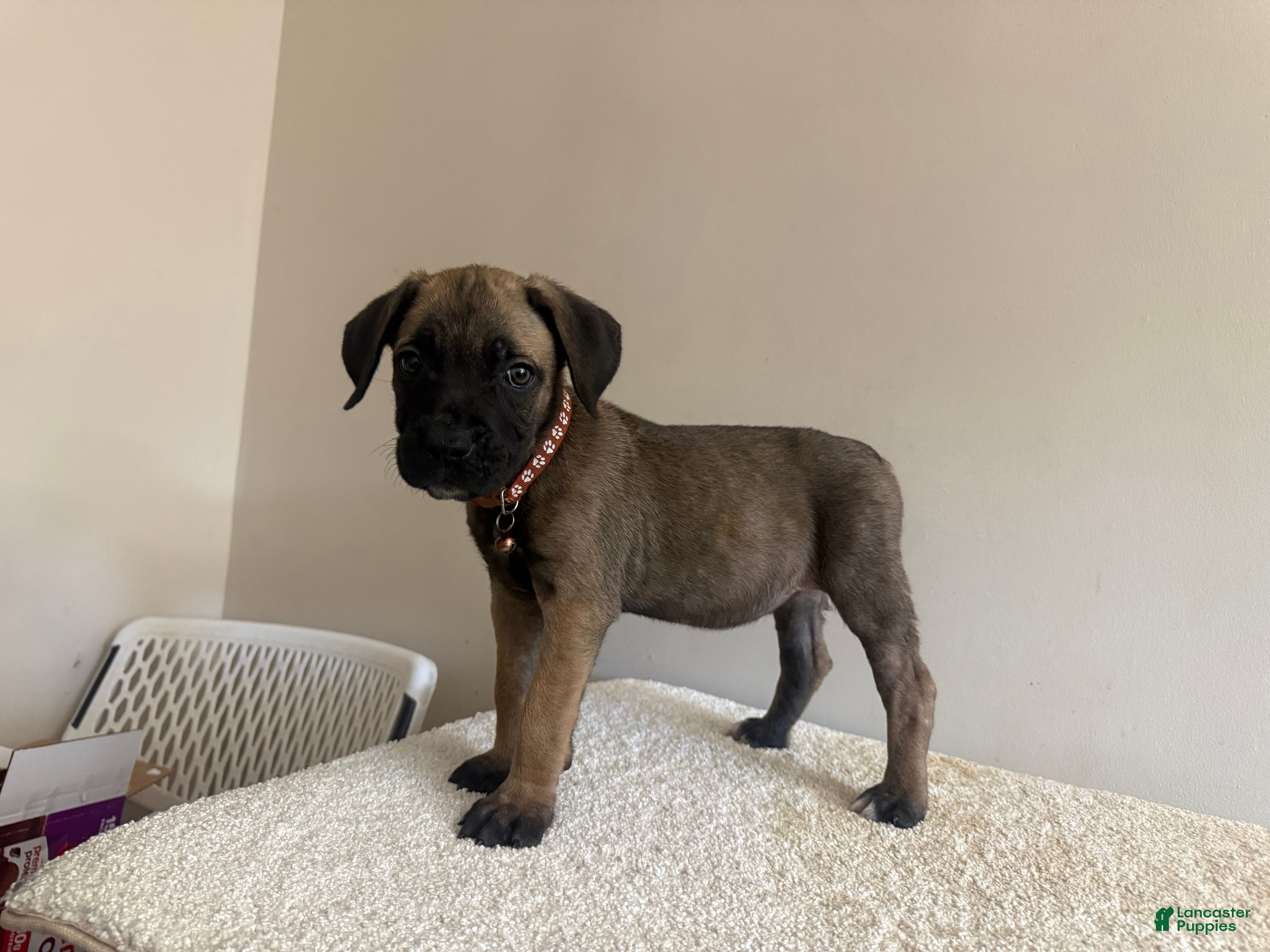 Cane Corso dogs Chocolate  - Ad 1