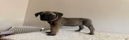 Cane Corso dogs for sale: Chocolate  - Ad 1