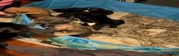 Mixed Breed dogs for sale: Boy - Ad 5