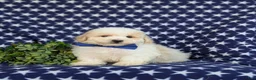 Bichpoo dogs for sale: Zachary - Ad 1