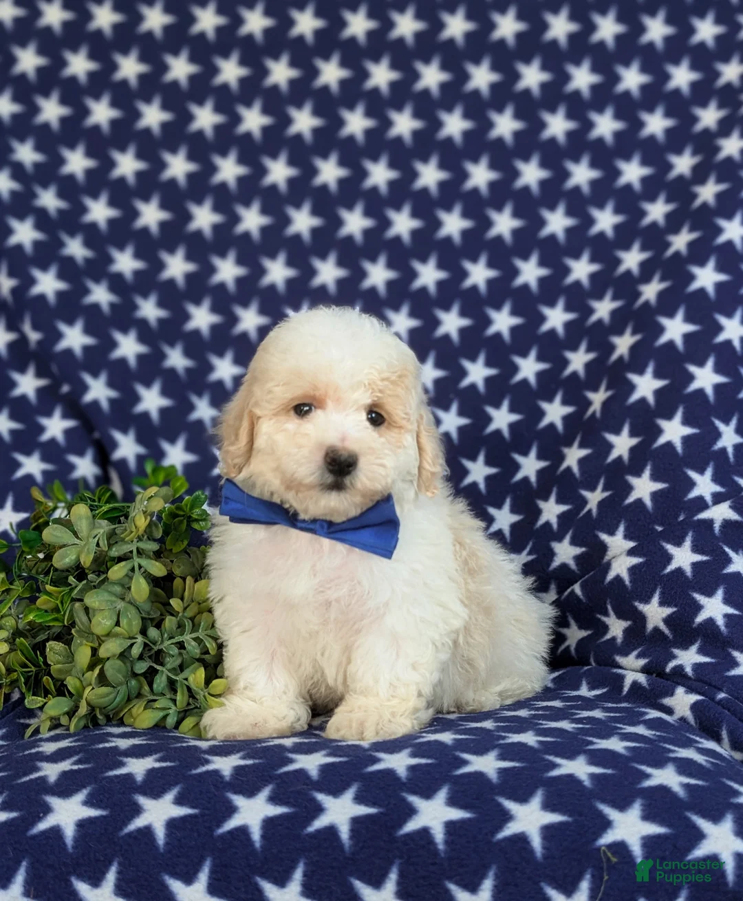 Bichpoo dogs for sale: Zachary - Ad 1