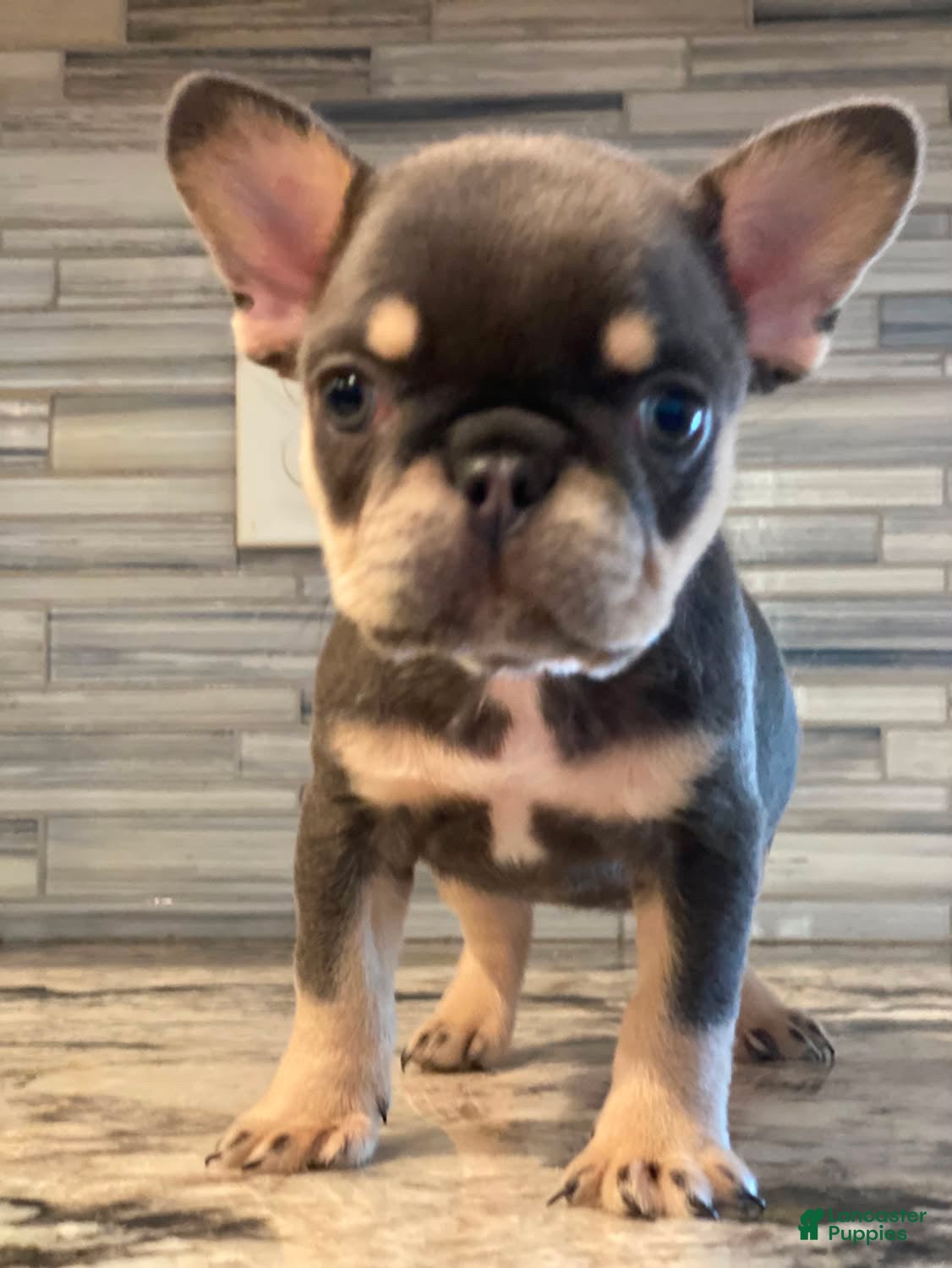 French Bulldog dogs Laila - Ad 27