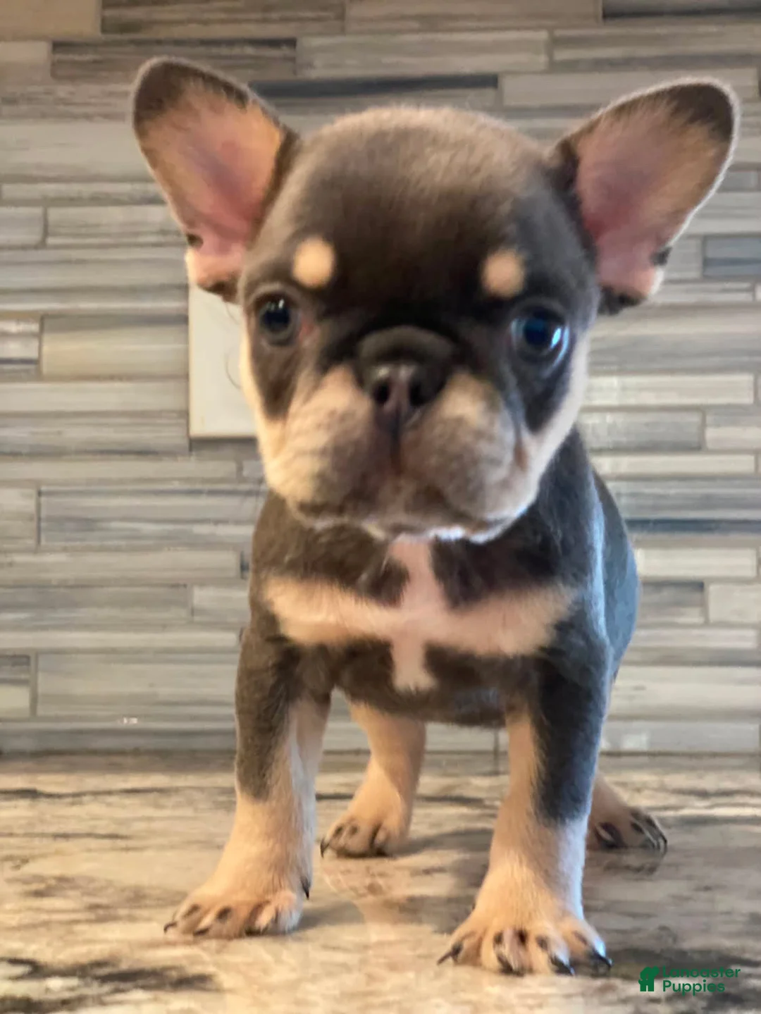 French Bulldog dogs for sale: Laila - Ad 1