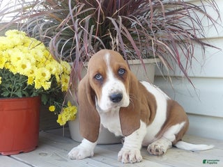 Basset Hound dogs - Ad 12