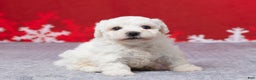 Bichon Frise dogs for sale: Frosty - Ad 3