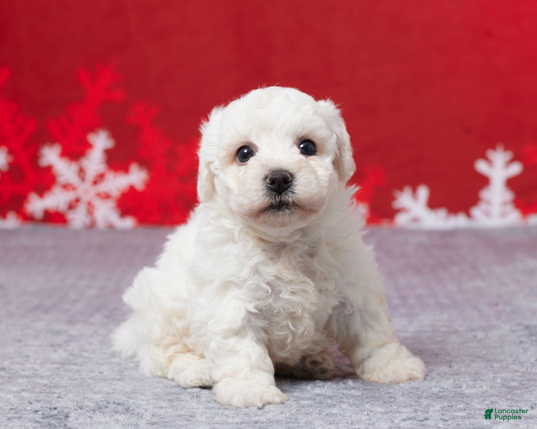 Bichon Frise dogs for sale: Frosty - Ad 3