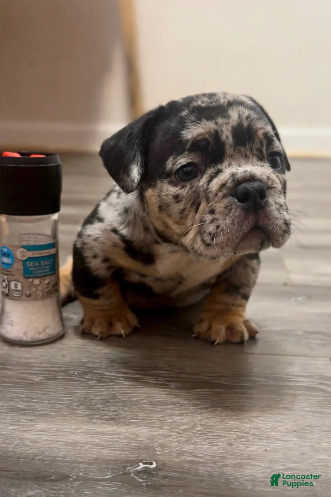 Mixed Breed dogs for sale:  Exotic bullies  - Ad 1
