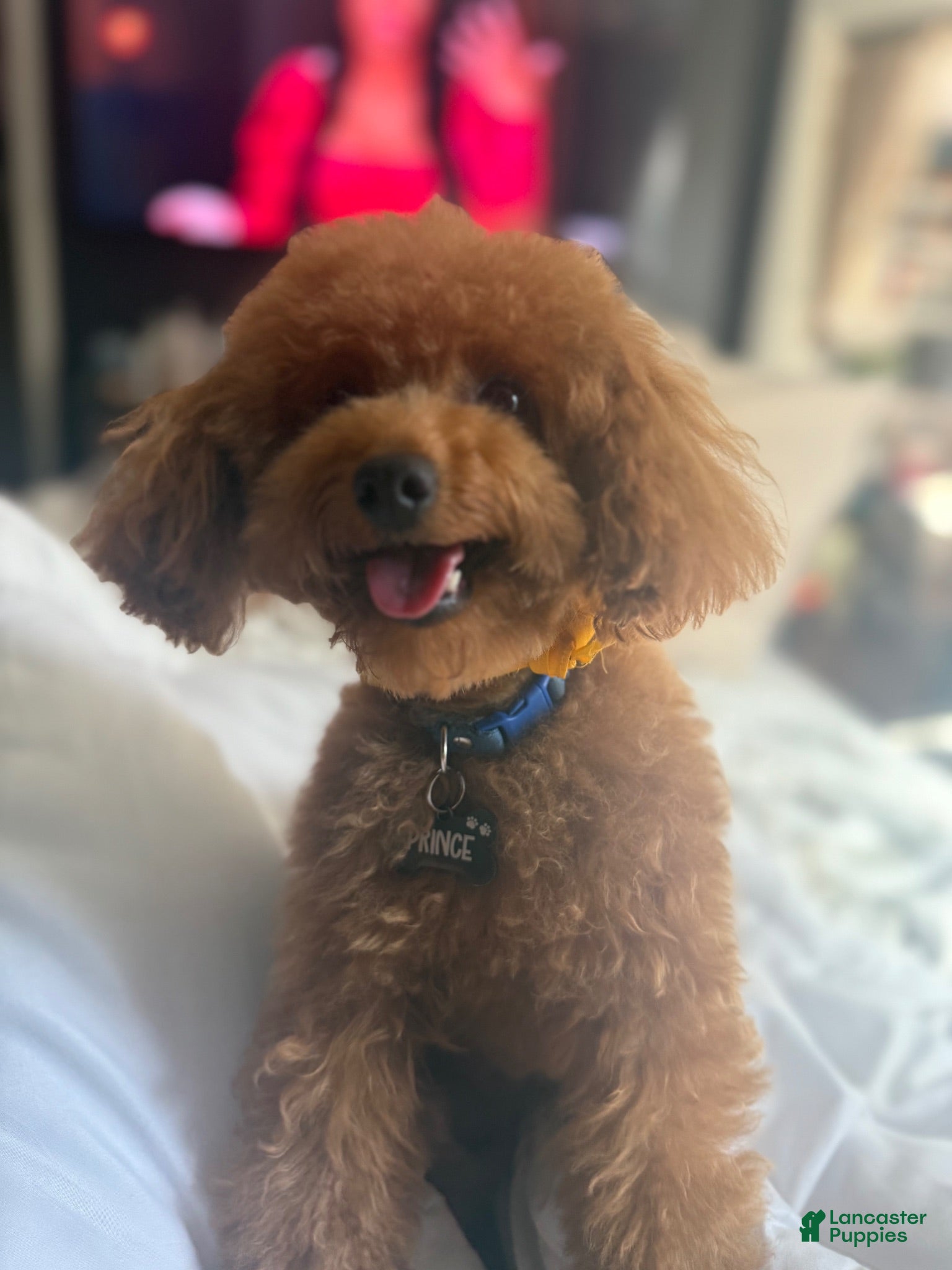 Toy Poodle dogs Stud ONLY Toy poodle - Ad 2