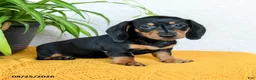 Miniature Dachshund dogs for sale: Carlos - Ad 4