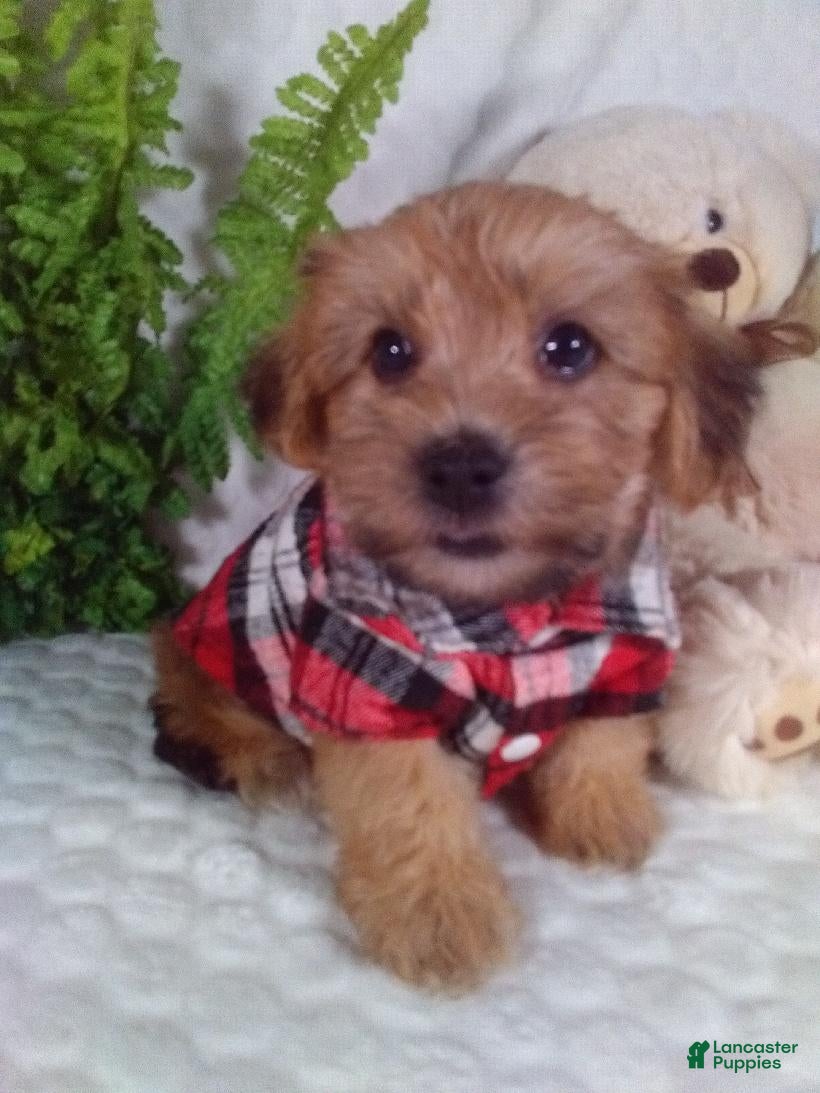Yochon dogs Gizmo - Ad 1