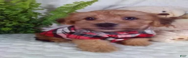 Gizmo