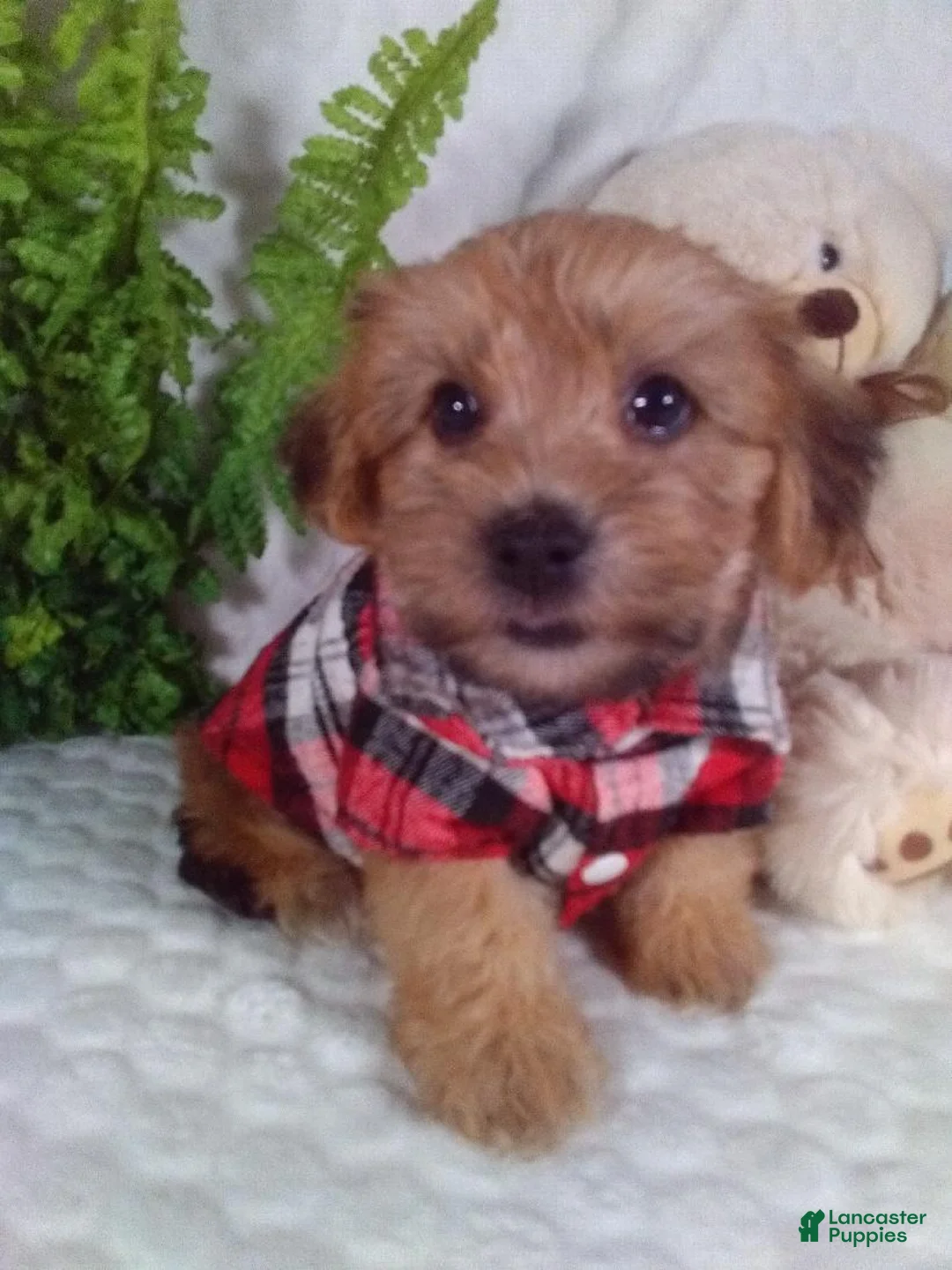 Yochon dogs for sale: Gizmo - Ad 1
