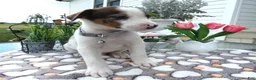 Mixed Breed dogs for sale: Mixed Breed 1 Davon - Ad 5
