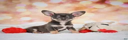 Chihuahua dogs for sale: Maggie - Ad 4