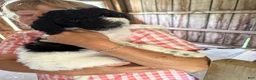 Labradoodle dogs for sale: Audrey  - Ad 4