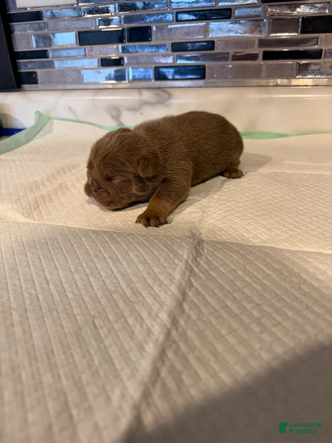 English Bulldog dogs for sale: Lilac full suit female  - Ad 2