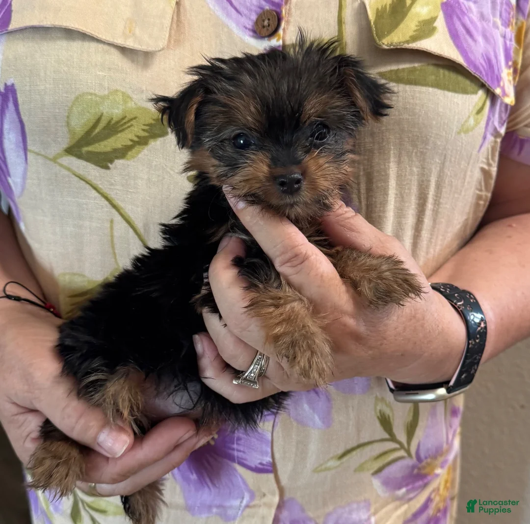 Yorkiepoo dogs for sale: Yorkiepoo 1 - Ad 7