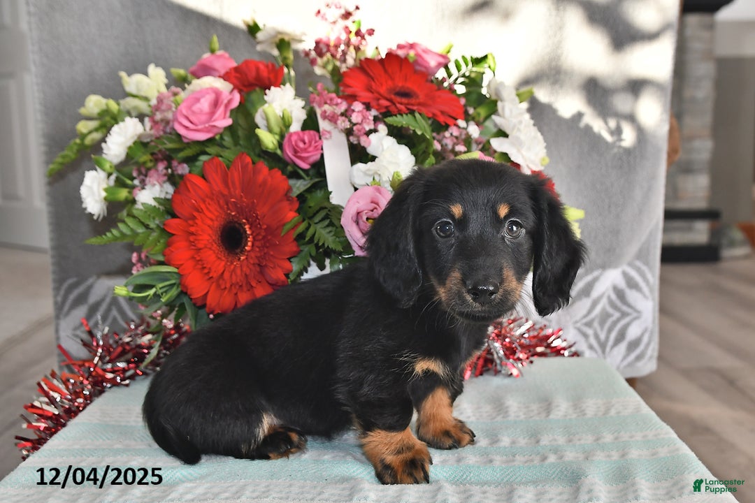 Miniature Dachshund dogs for sale: Jace - Ad 5