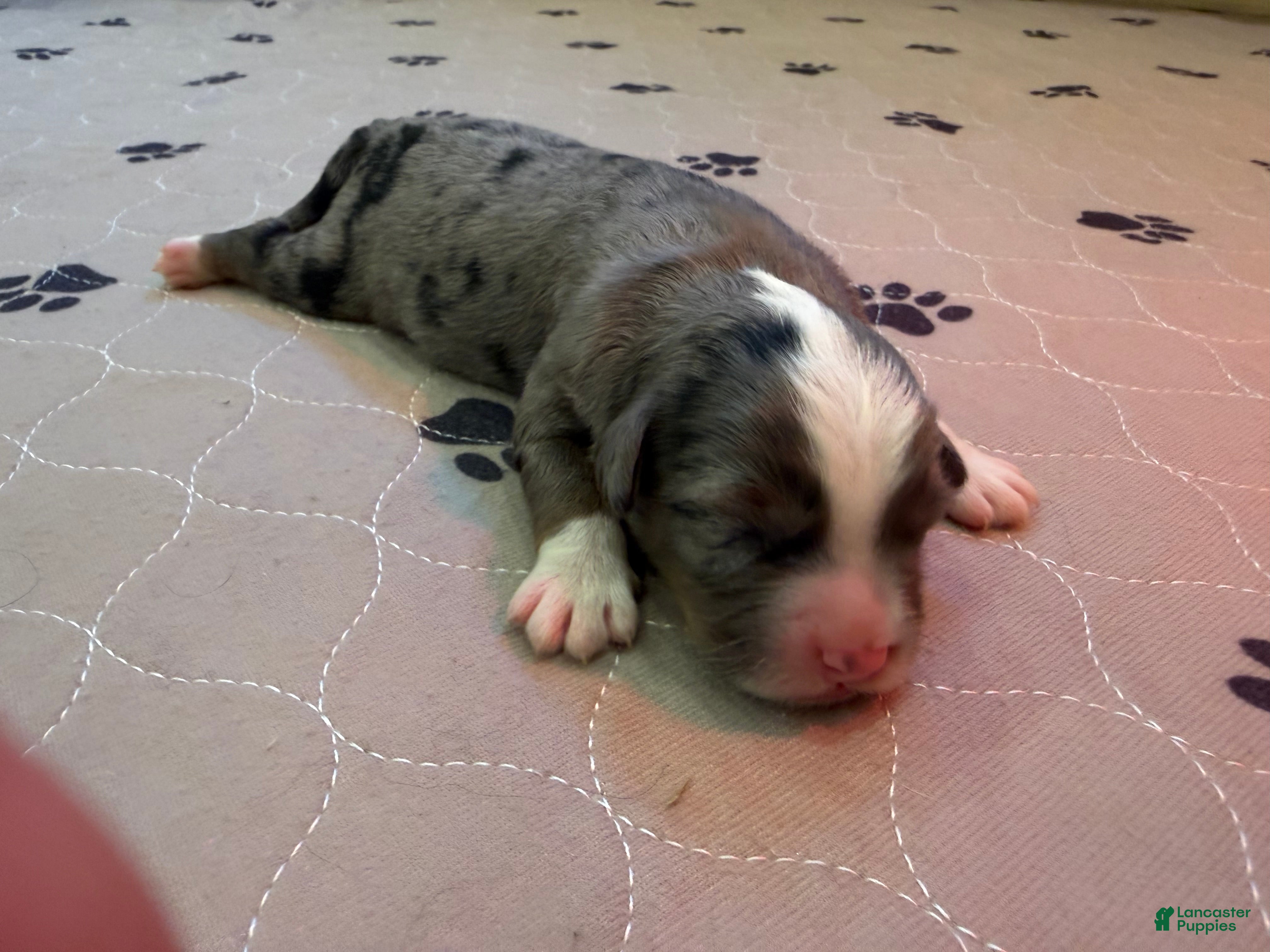 Mini Bernedoodle dogs for sale: Lola - Ad 3