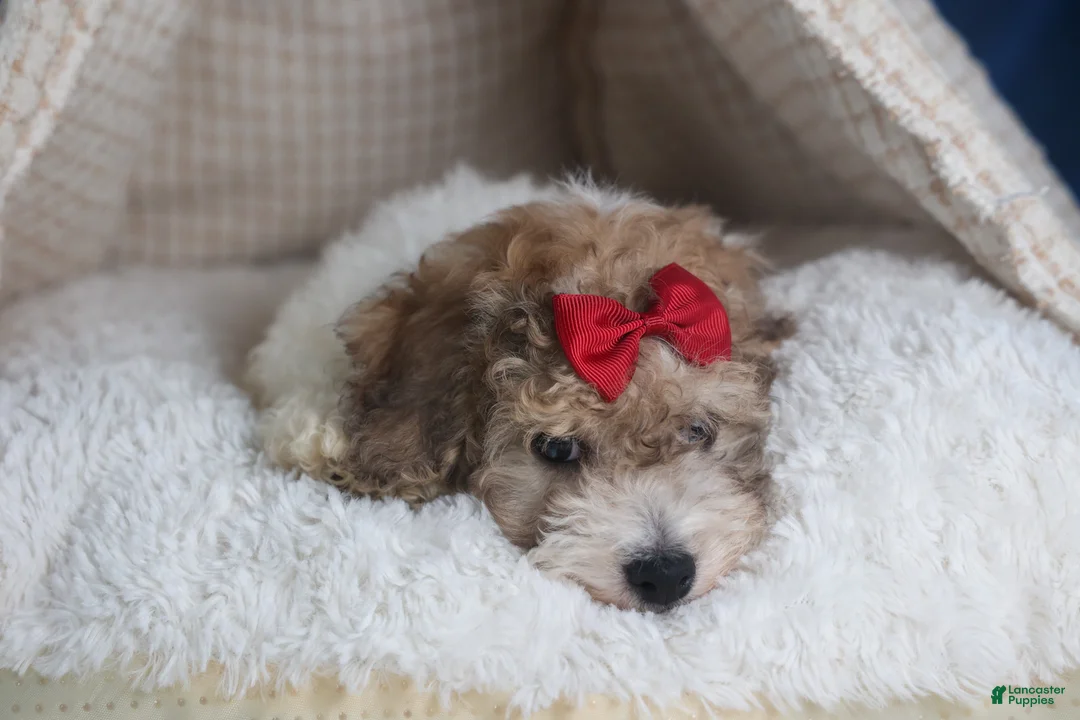 Bichpoo dogs for sale: Snickerdoodle - Ad 4