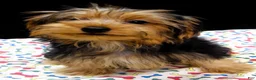 Yorkshire Terrier dogs for sale: Yorkie - Ad 11