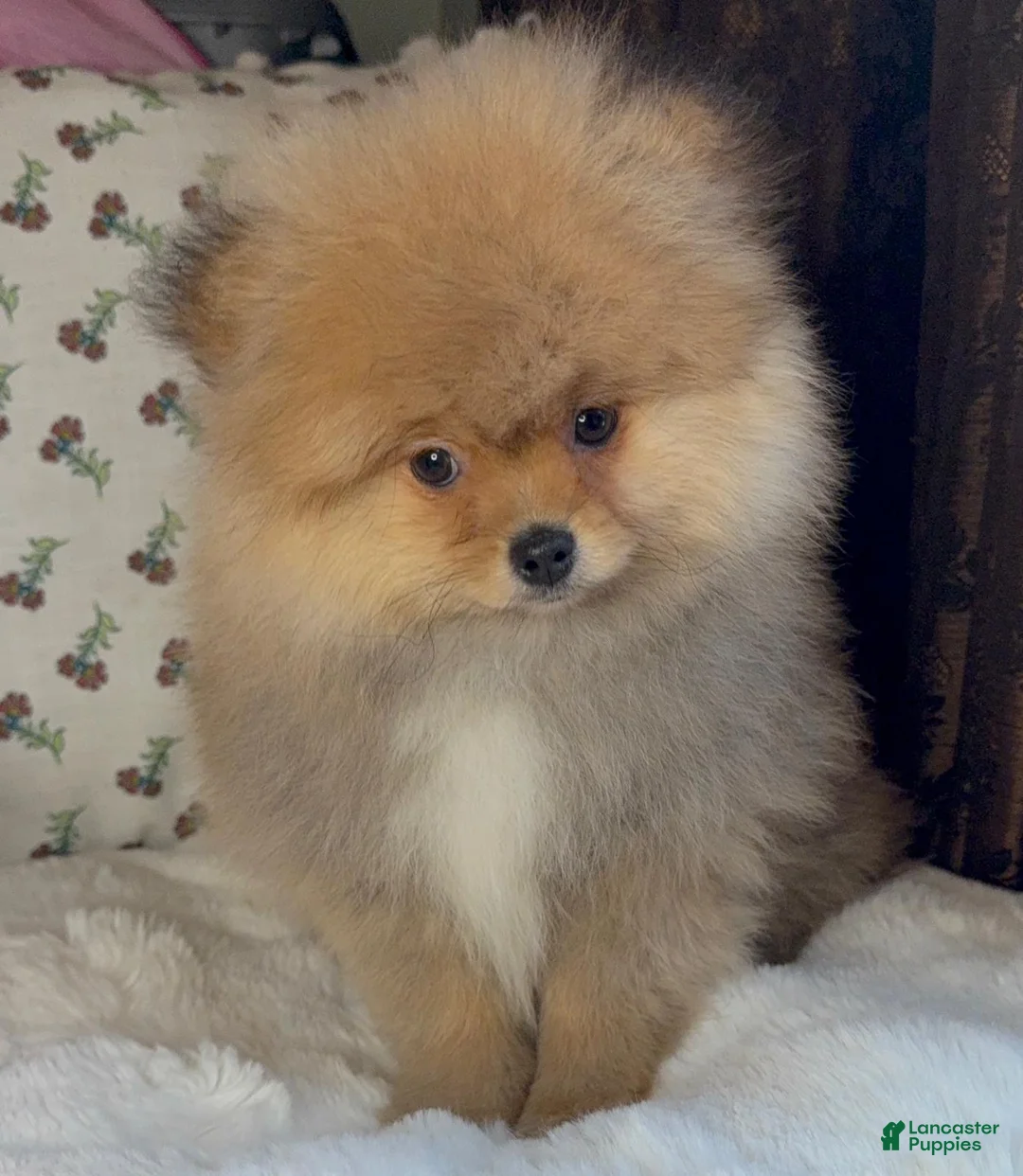 Pomeranian dogs for sale: Pomeranian puppy George - Ad 4