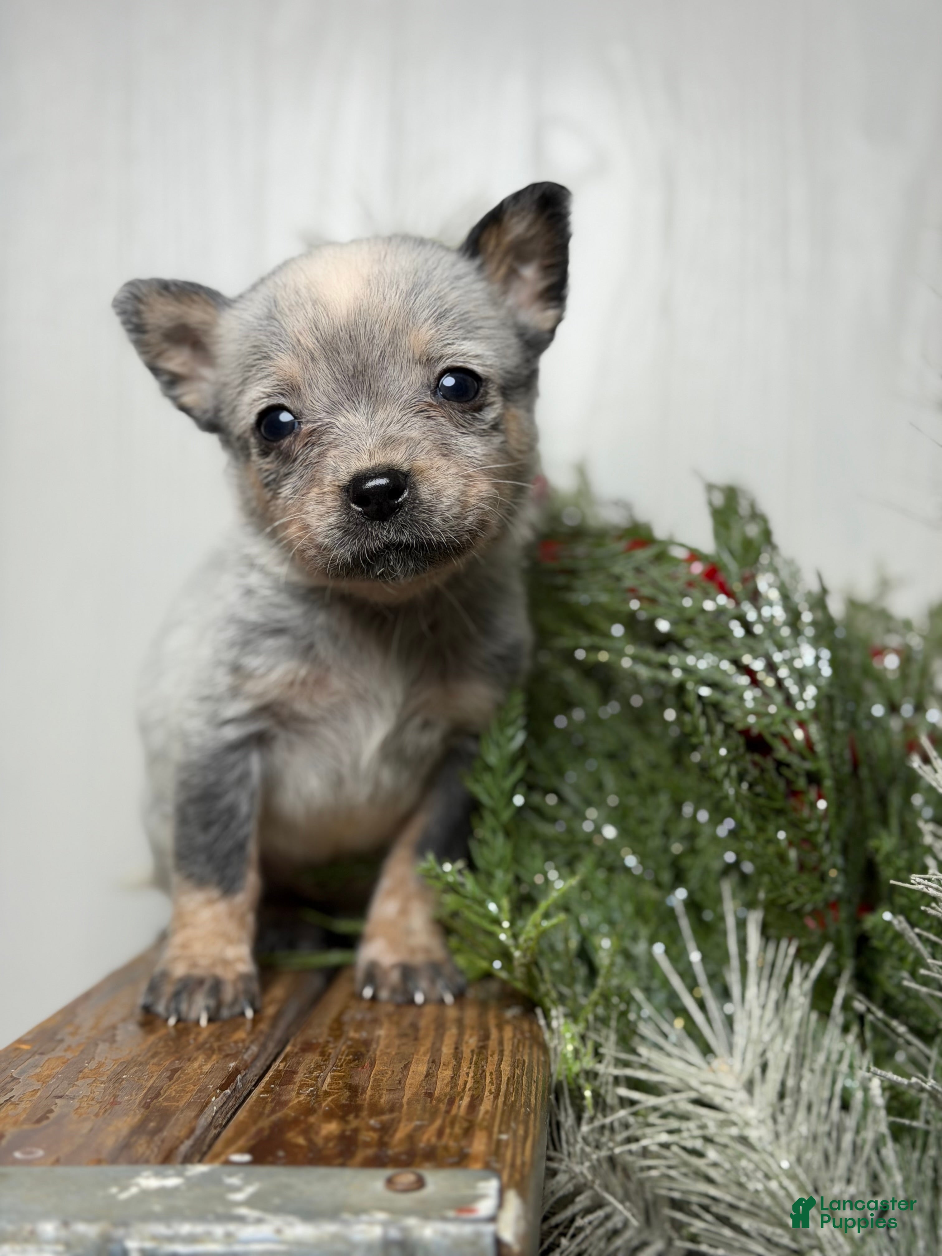Australian Cattle Dog dogs Australian Cattle Dog Puppy 5 - Ad 20