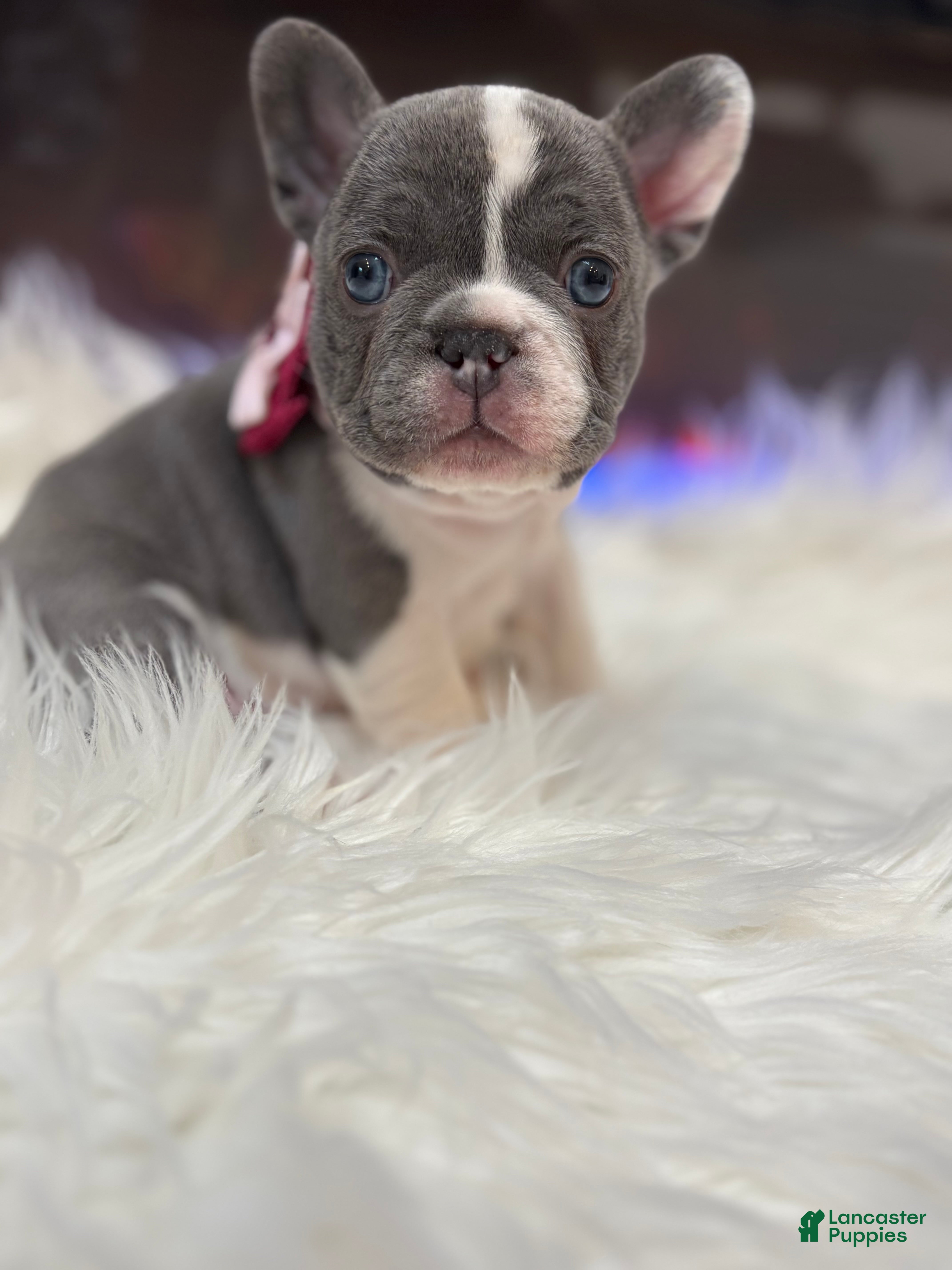 French Bulldog dogs Nola - Ad 14