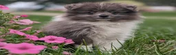 Pomeranian dogs for sale: Razzle - Ad 1
