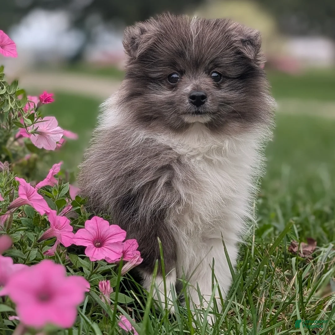 Pomeranian dogs for sale: Razzle - Ad 1