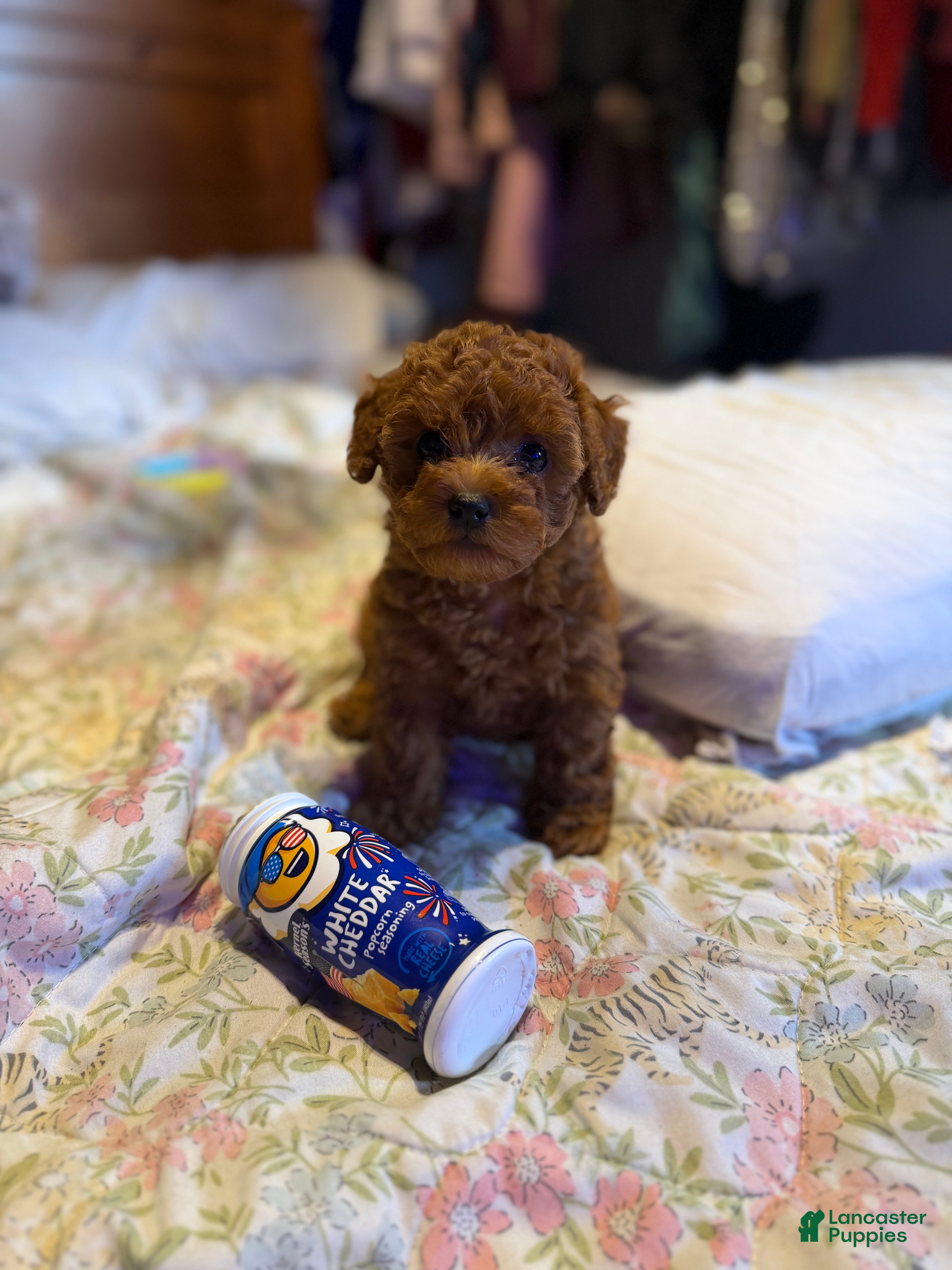 Toy Poodle dogs Olive - Ad 1