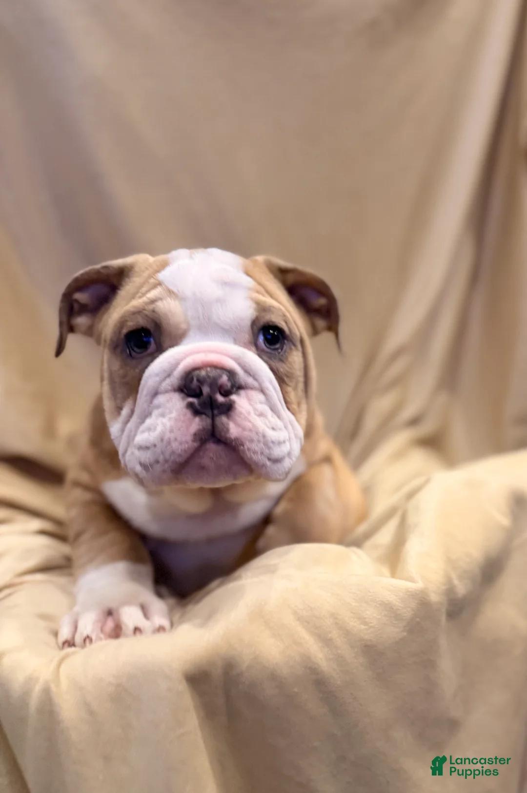 English Bulldog dogs for sale: Faith - Ad 5