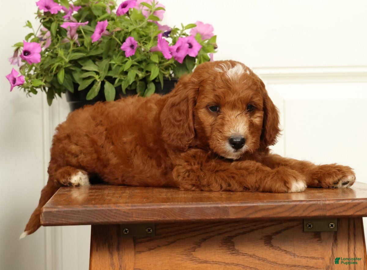 Mini Goldendoodle dogs Champ - Ad 2