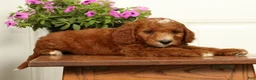 Mini Goldendoodle dogs for sale: Champ - Ad 7