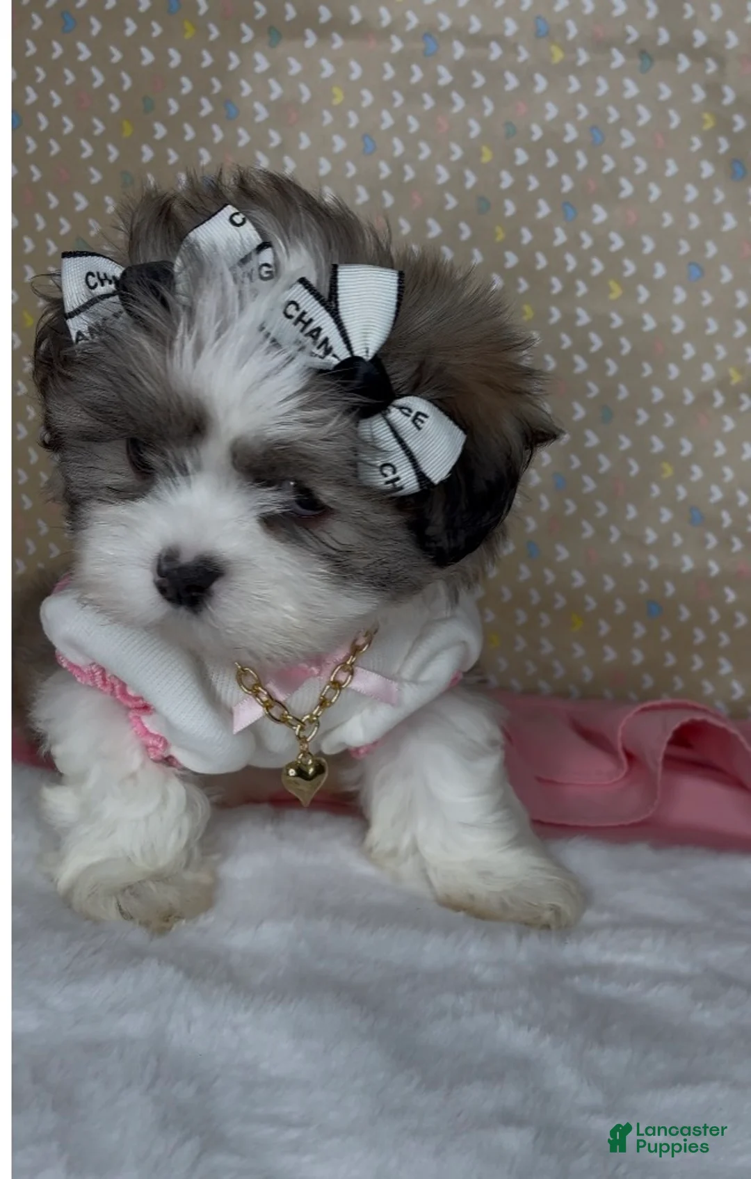 Malshi dogs for sale: Bella Monroe  - Ad 9
