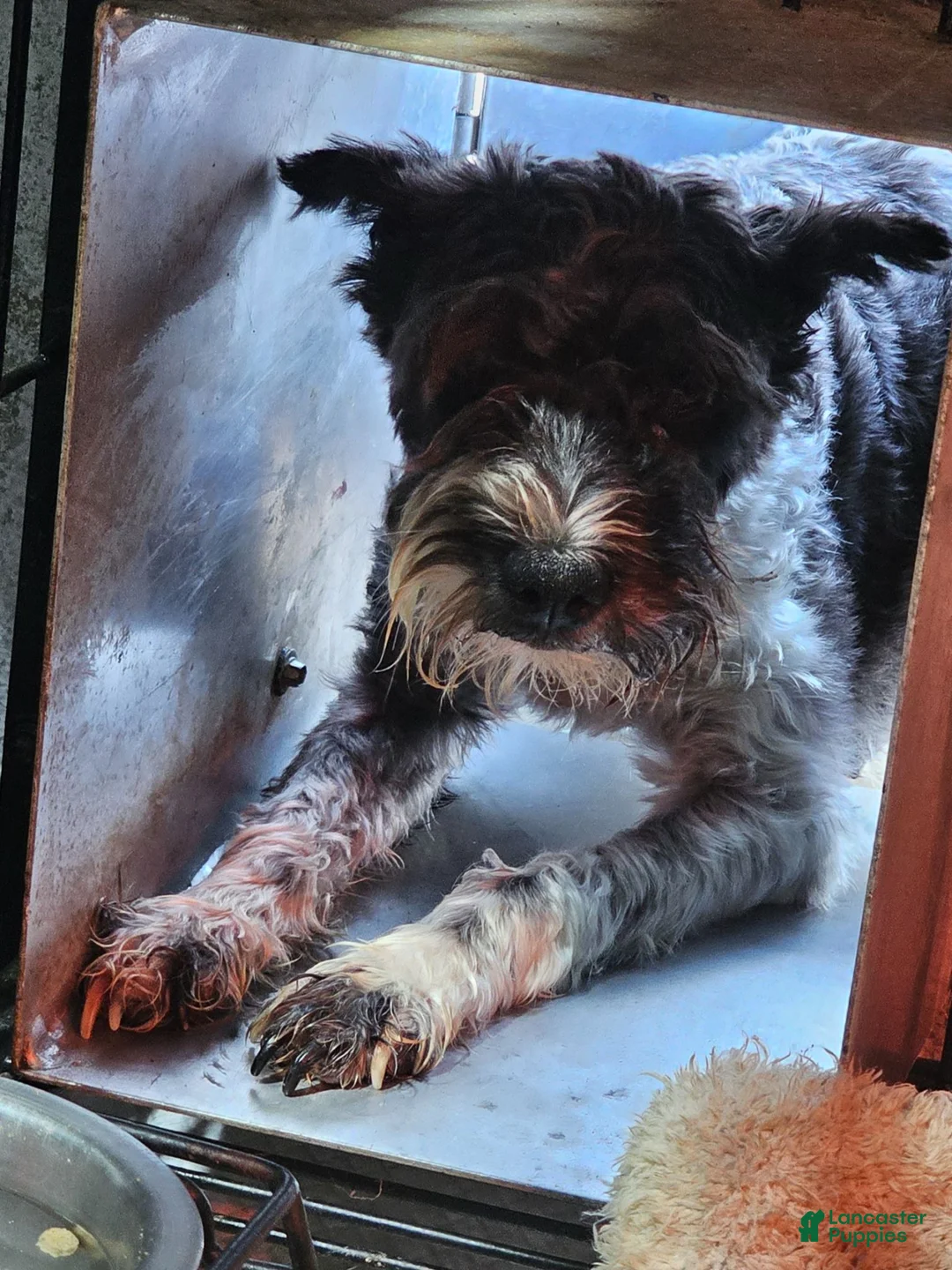 Miniature Schnauzer dogs for sale: Miniature Schnauzer 1 - Ad 3